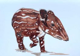 Baird’s Tapir